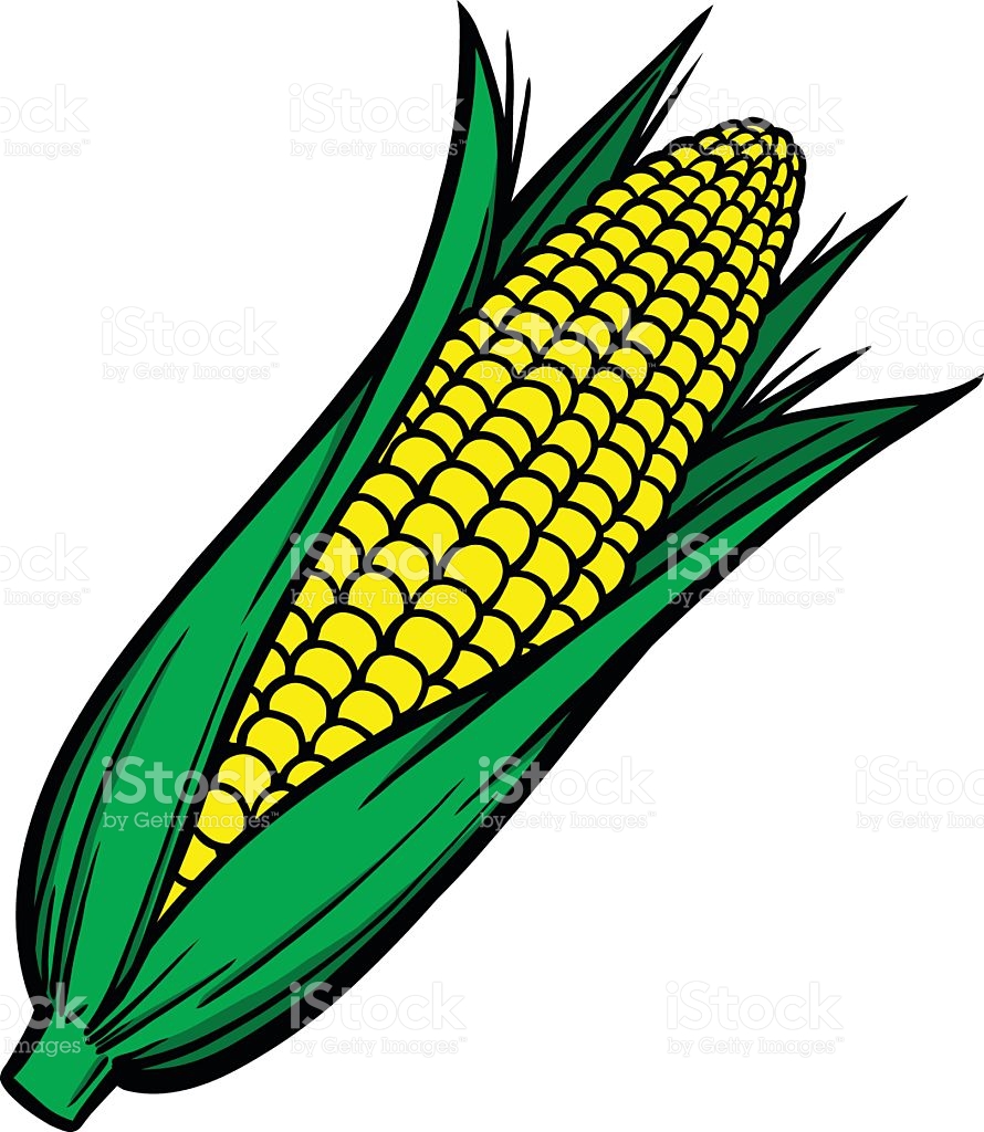 Illustrated corn on the cob with green and yellow vector art illustration