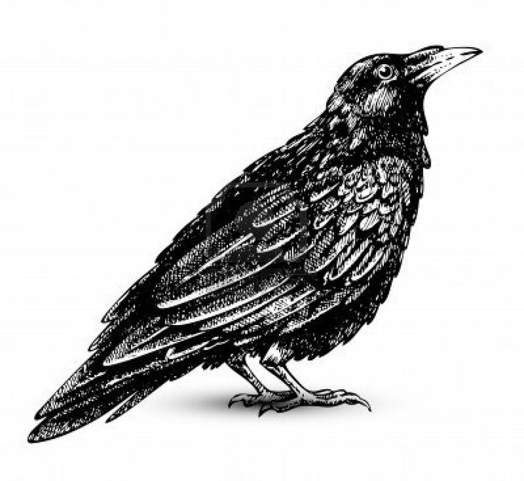 Illustration of Raven drawing high quality vector art, clipart and stock vectors.. Image