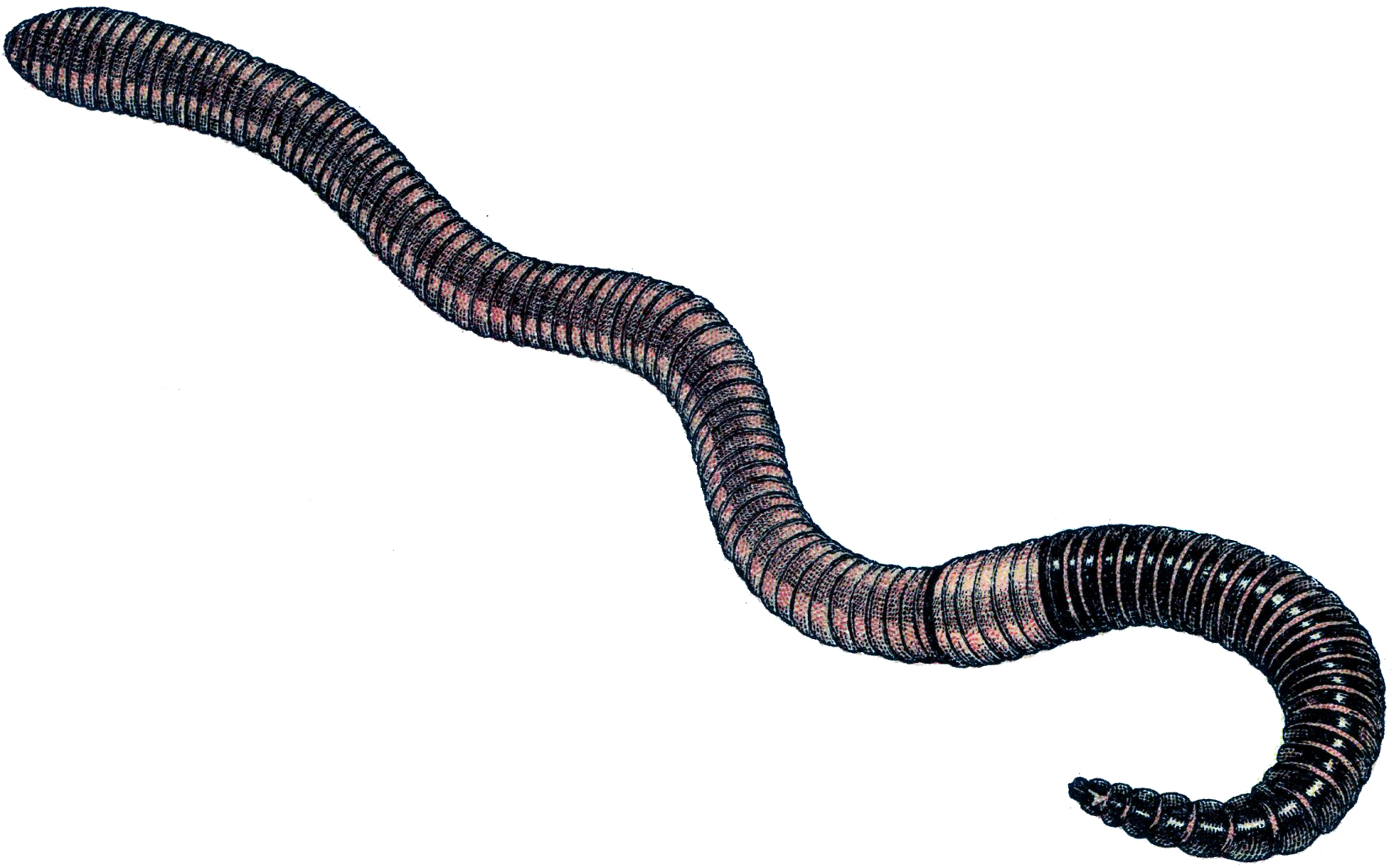 Image For u0026gt; Clipart Earthworm