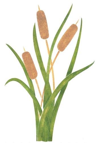 Image of Cattails Clipart Cat - Cattail Clipart