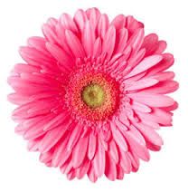 Image result for gerbera daisy clip art