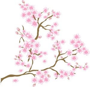 Images Cherry Blossoms Stock Photos Clipart Cherry Blossoms Pictures