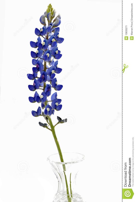 Images For u0026gt; Blue Bonnet Flower Clip Art