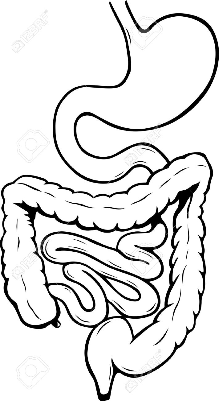 Digestive System Stock Vector