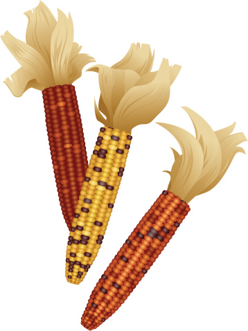 Indian Corn Clip Art, Vector  - Indian Corn Clipart
