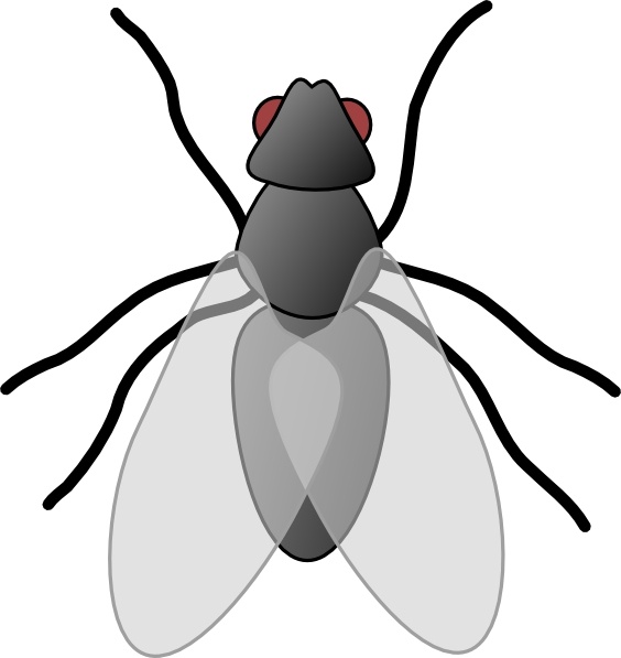 Insect Clipart - Clipart Bug