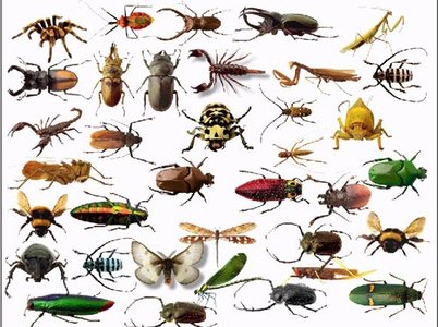 Insects Clip Art - Getbellhop - Insects Clipart