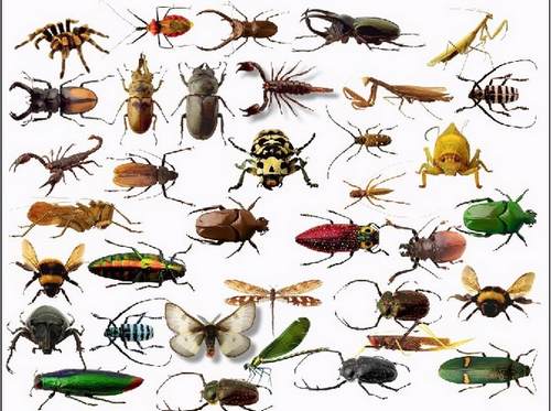 Insects Clipart download - free psd file