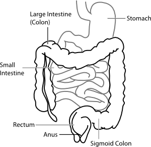 Intestine Diagram Clip Art