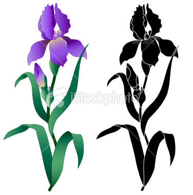 iris flower clip art #4