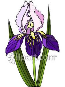 Iris Flower Royalty Free .