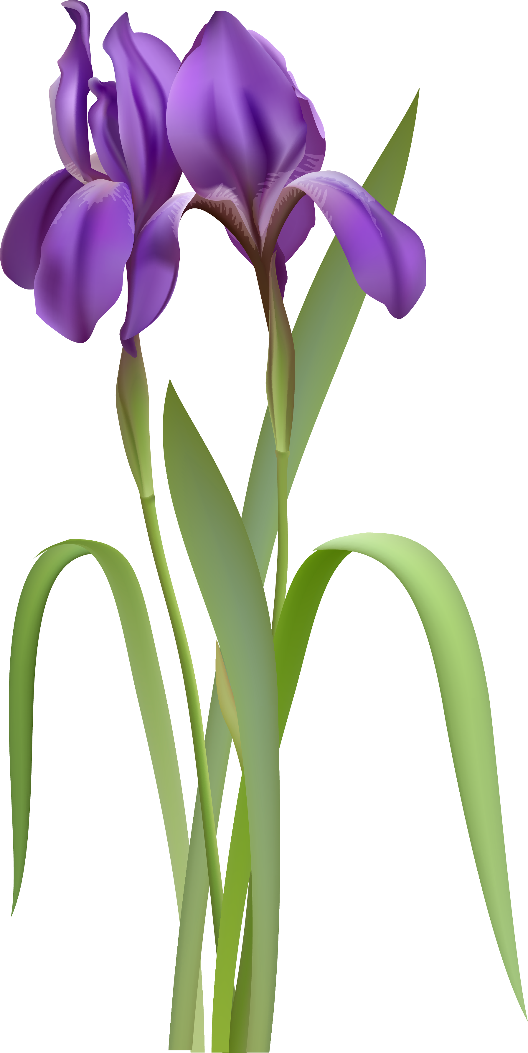 Watercolor Irises Clip Art, I