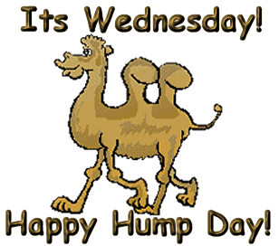 Hump Day Camel Applique Desig