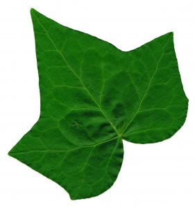 Ivy Leaf 2 - Stock .