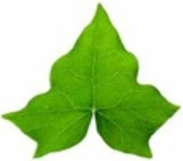 Ivy Leaf Free Images At Clker Com Vector Clip Art Online Royalty