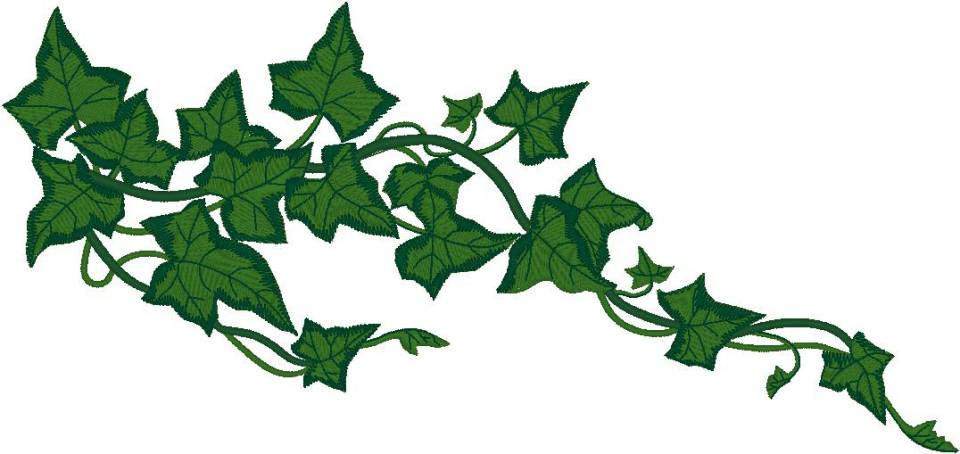 Ivy vines clipart - Clipart Vines