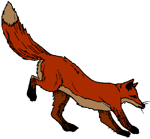 red fox - standing red fox is