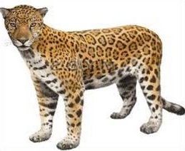 Jaguar Clipart