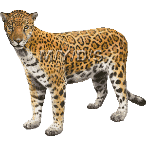 Jaguars Petit