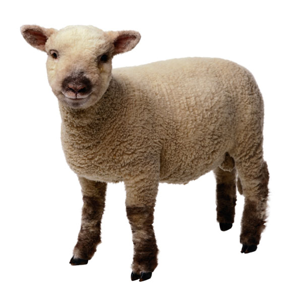 lamb clip art