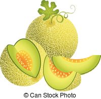 ... Juicy Cantaloupe Melon - Scalable vectorial image.