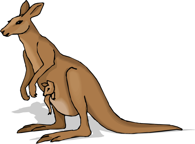 kangaroo with joey in her pou