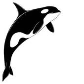 killer whale cartoon; killer  - Orca Clipart