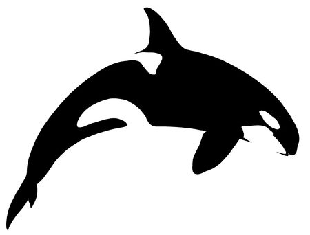 black and white linear paint draw killer whale illustration Stock Photo