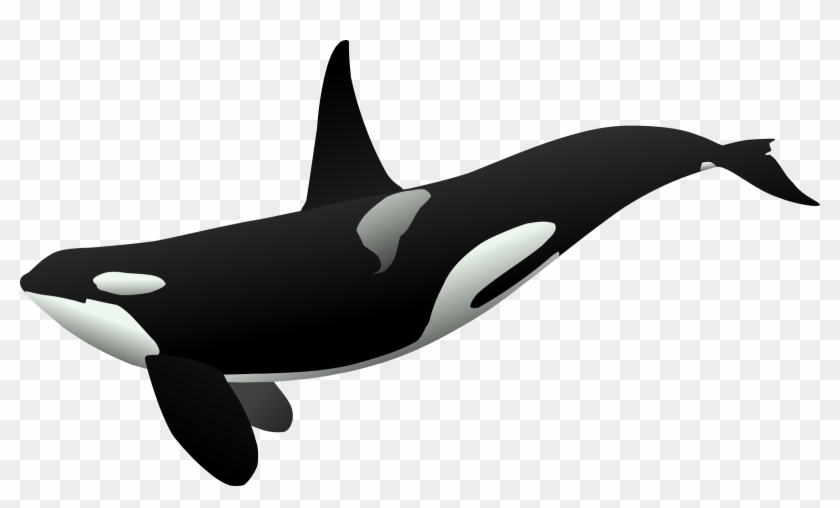 Killer Whale Clipart Strong - Orca Clipart