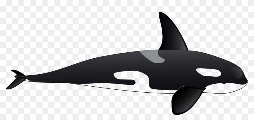 Orca Clipart Transparent - Killer Whale Clipart