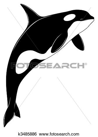 Orca Clipart | Free Download 
