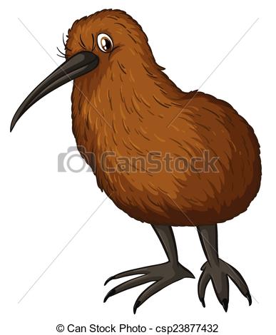 Kiwi bird - csp23877432