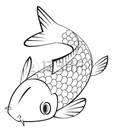 koi fish: koi fish vector ill