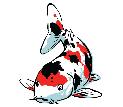 koi fish: Carp koi with red .