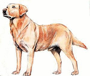 Labrador-Retriever . - Labrador Retriever Clip Art