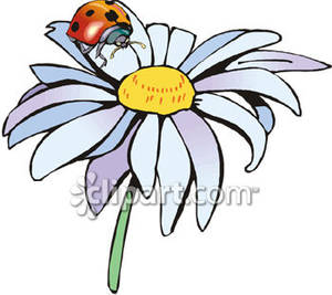 Ladybug On a Daisy Clip Art