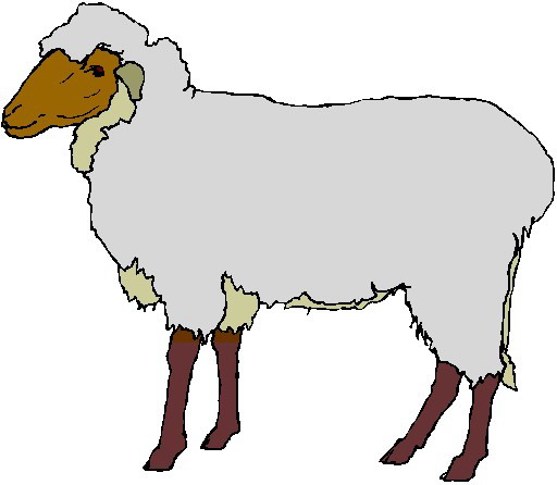 lamb clipart