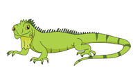 large green iguana lizard clipart. Size: 32 Kb