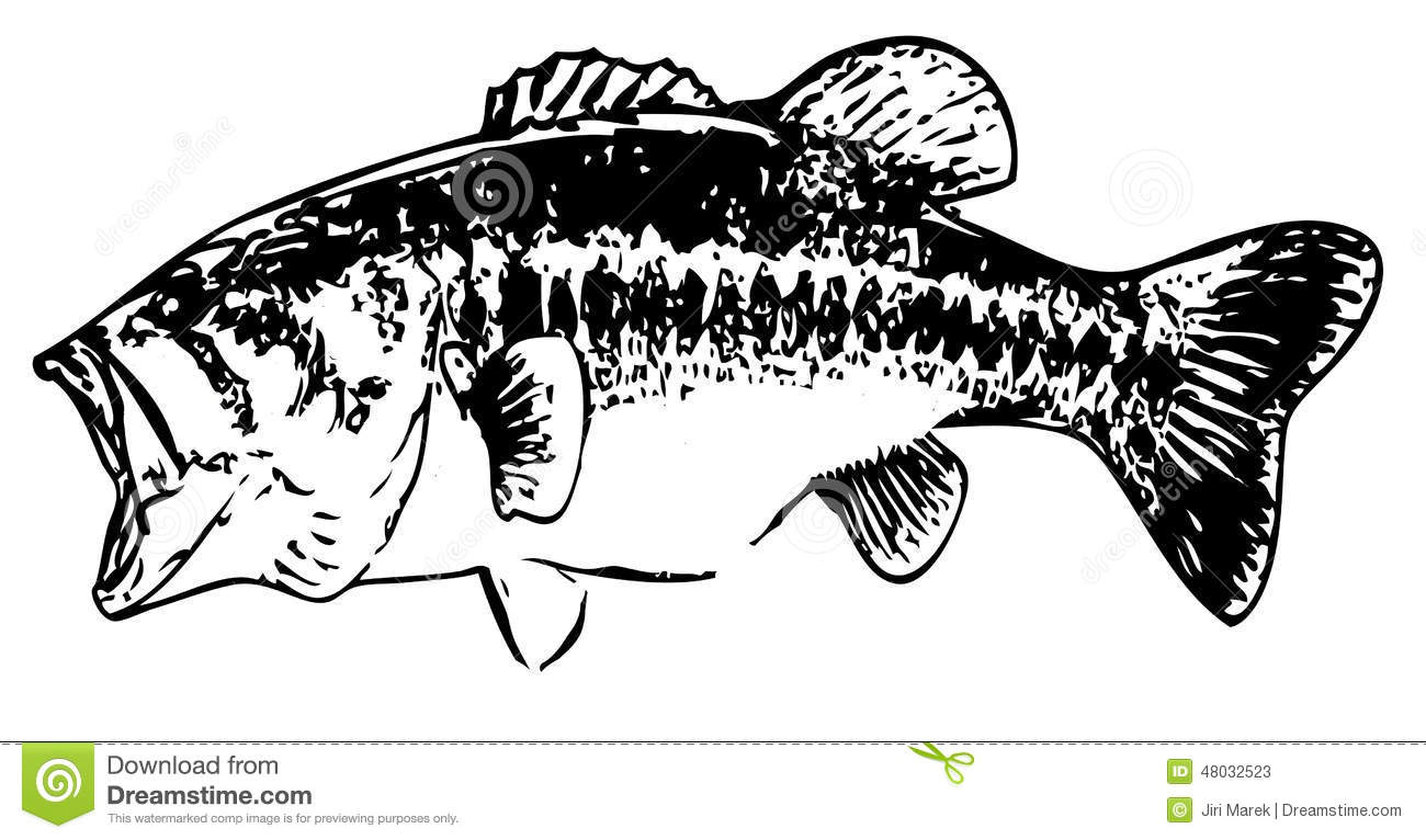 Largemouth bass fish - vector - Largemouth Bass Clip Art