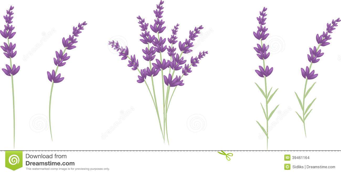 Lavender Stock Illustrations 