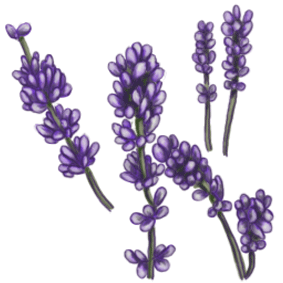 Lavender Flower Clip Art 10 L - Lavender Clipart
