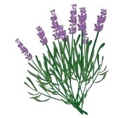 Lavender Flower Clip Art - Lavender Clipart