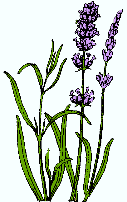 Lavender Flower Clip Art - Lavender Clipart