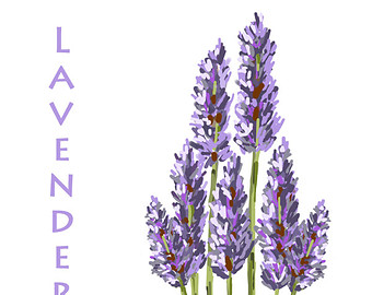 Lavender Flowers - Original Art Download, 2 files, lavender clip art, lavender printable