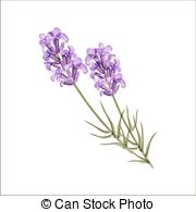 ... Lavender. Herb flower. Vector illustration. Watercolor.