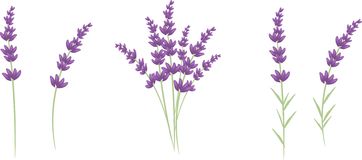 Free lavender clipart - .