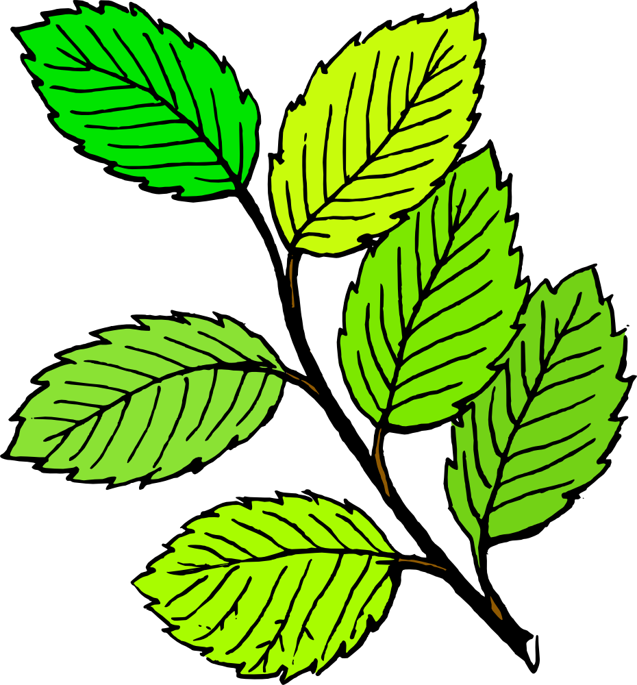leaf clipart - Clipart Leaves