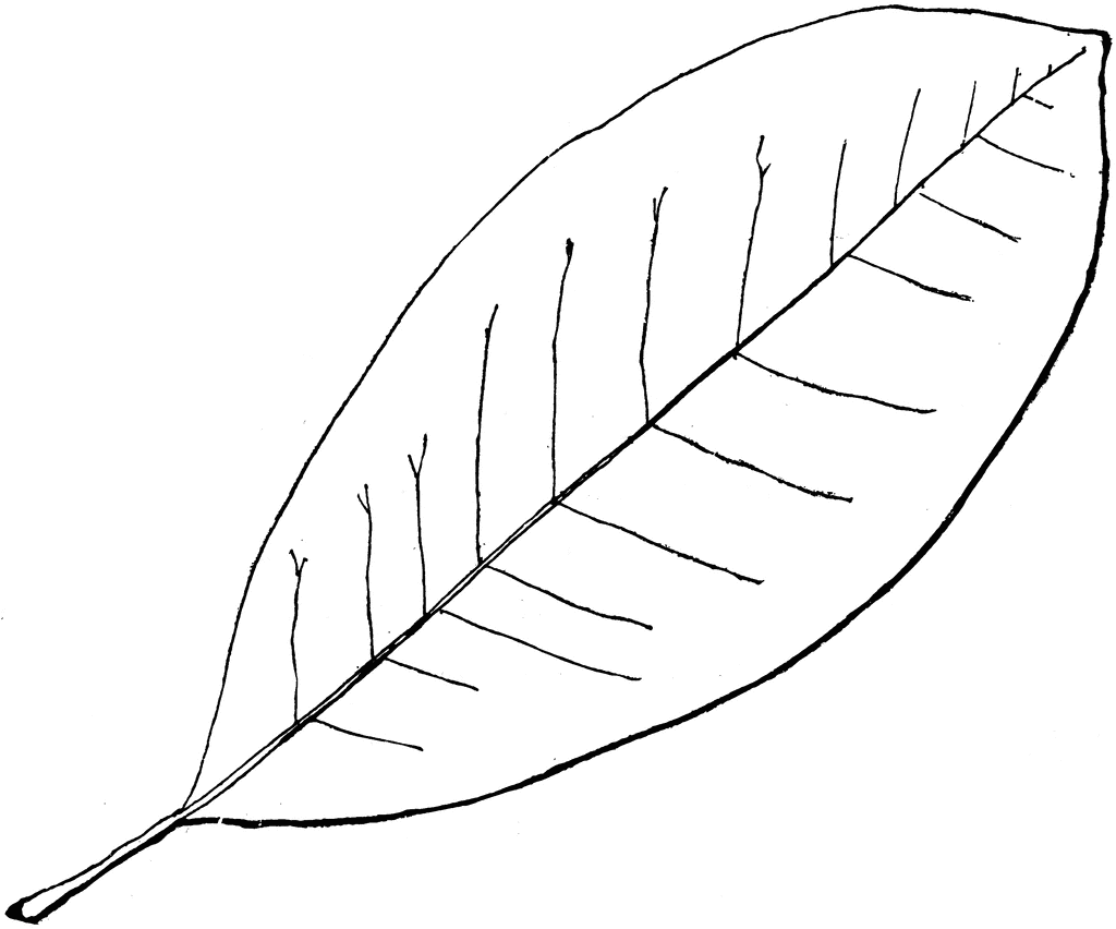 Leaf clipart leaf outline #12