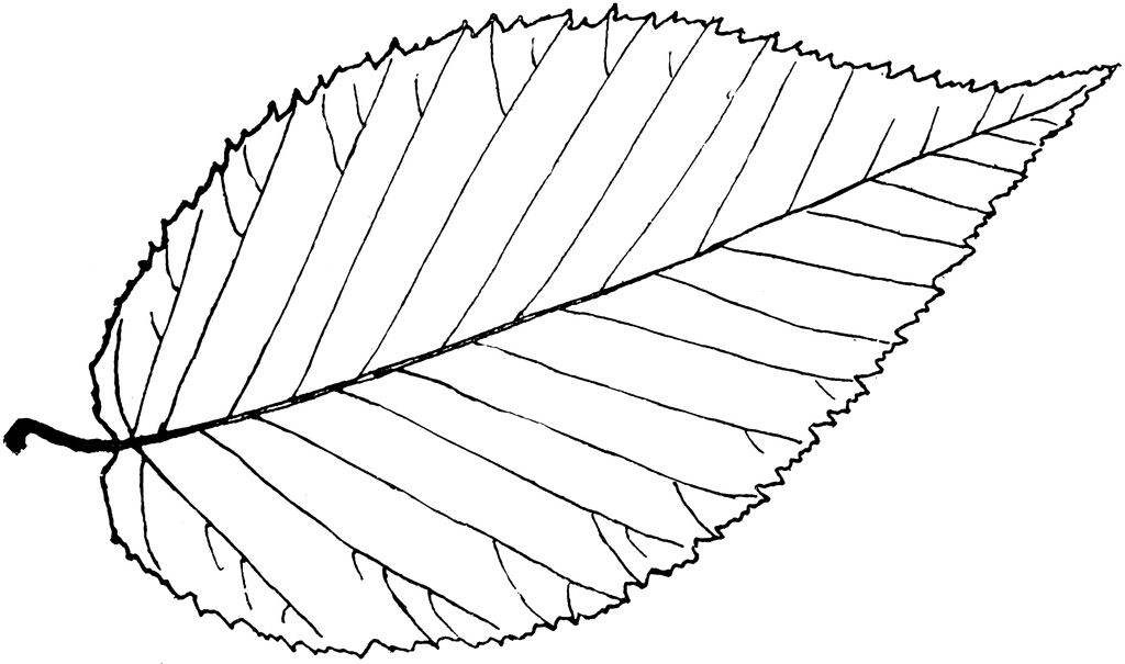 Leaf outline tree outline with leaves clipart 2