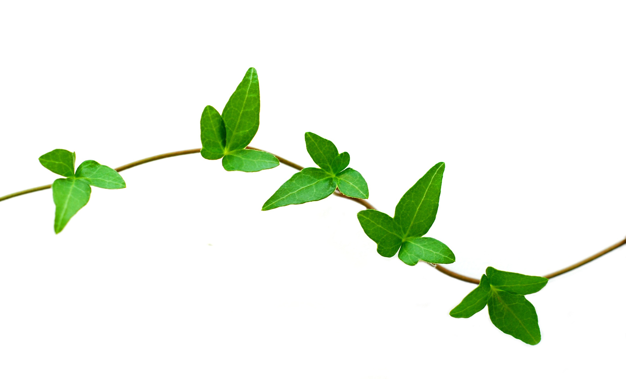 Leaf vine clipart kid